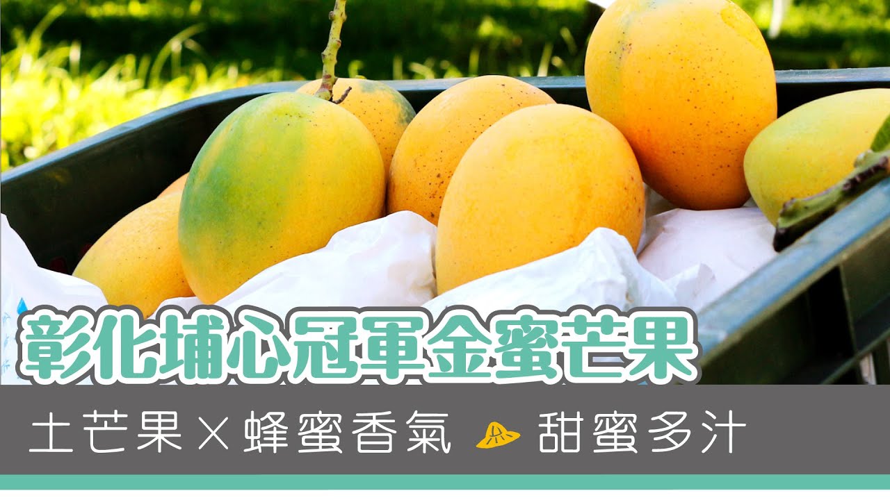 【產地LIFE】彰化埔心冠軍金蜜芒果 - 悠活農村