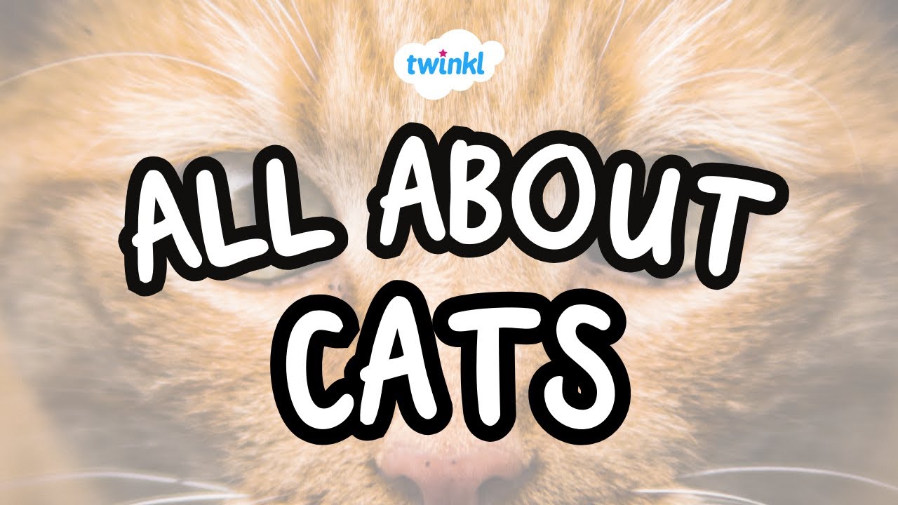 All About Cats | Fun Facts About Cats | Twinkl USA