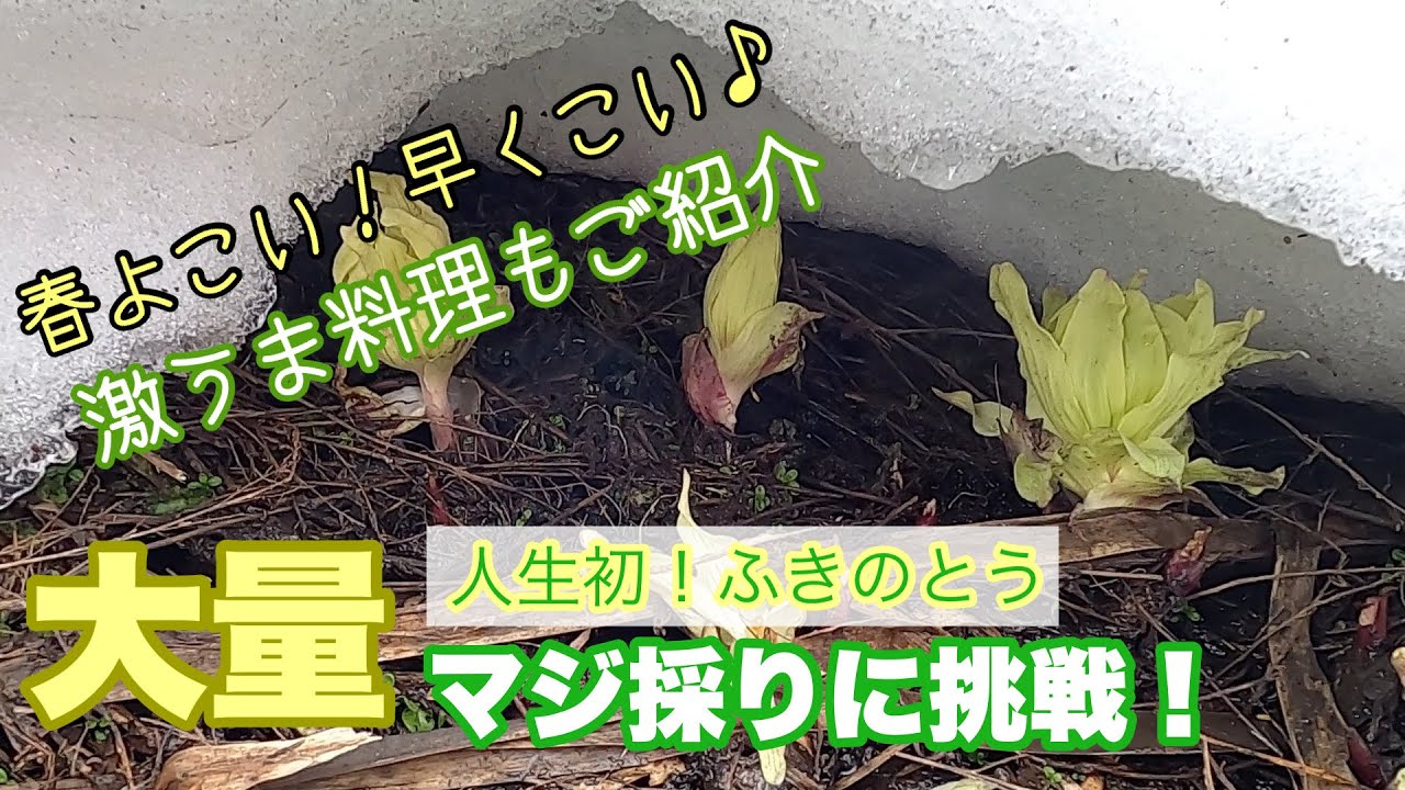山菜採り第ニ弾！人生初！！ふきのとうマジ採りしました！