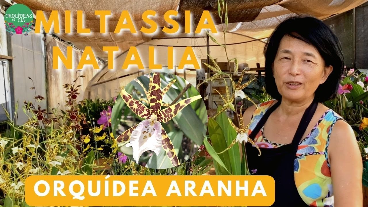 Orqu&iacute;deas curiosas: Orqu&iacute;dea Miltassia, a Orqu&iacute;dea Aranha!
