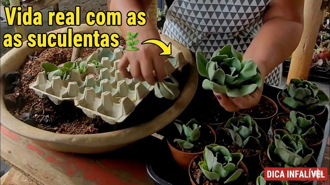 Dia de Plantar no Viveiro 🌱 Rotina Real com Suculentas