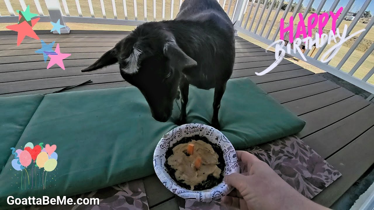 Baby Goat Gets Birthday Cake!