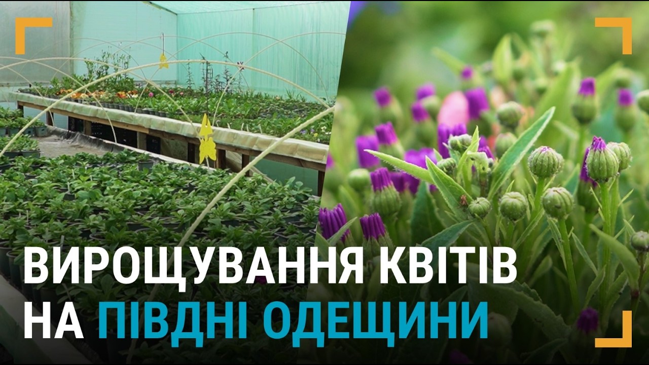 Як вирощують квіти на півдні Одещини під час війни