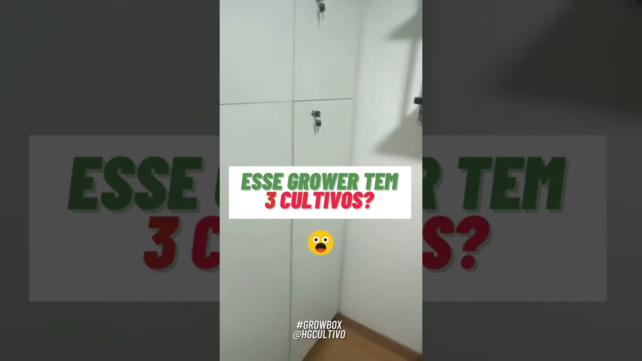 Ele tem 3 Cultivos? Ciclo perpétuo no cultivo indoor com a Growbox