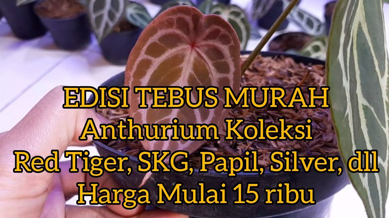 EDISI TEBUS MURAH 8 Mar 26 Anthurium Koleksi Red Tiger, SKG, Papil, Silver, dll harga mulai 15 ribu