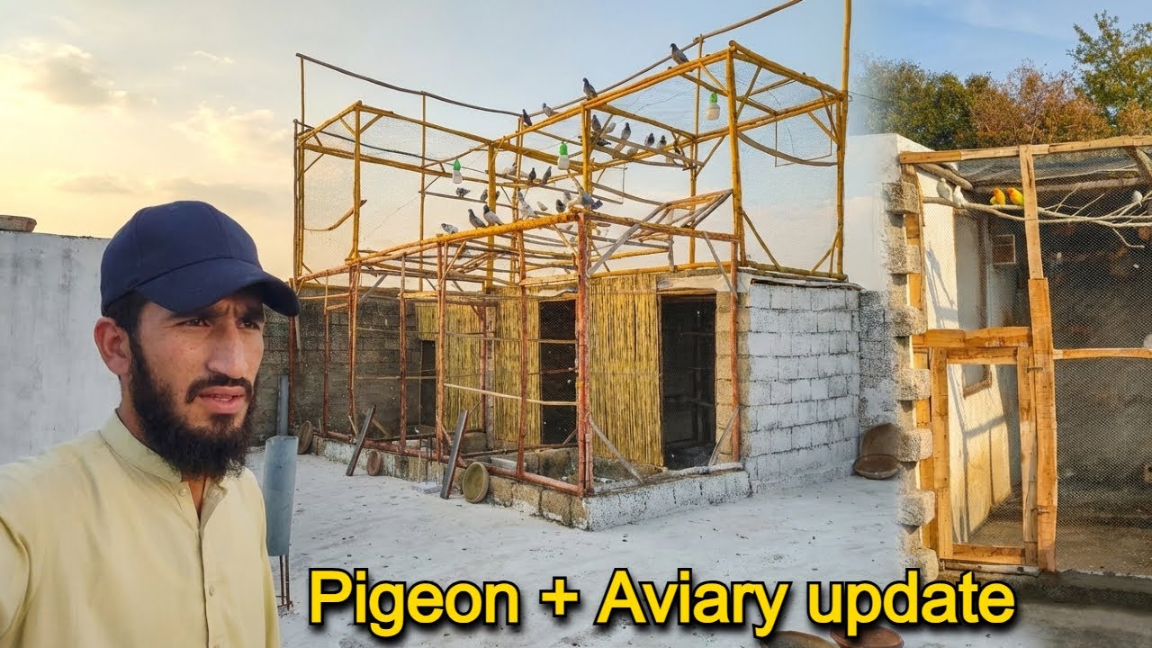 New Aviary + Pigeon Breeding Update! | Birds vlog 