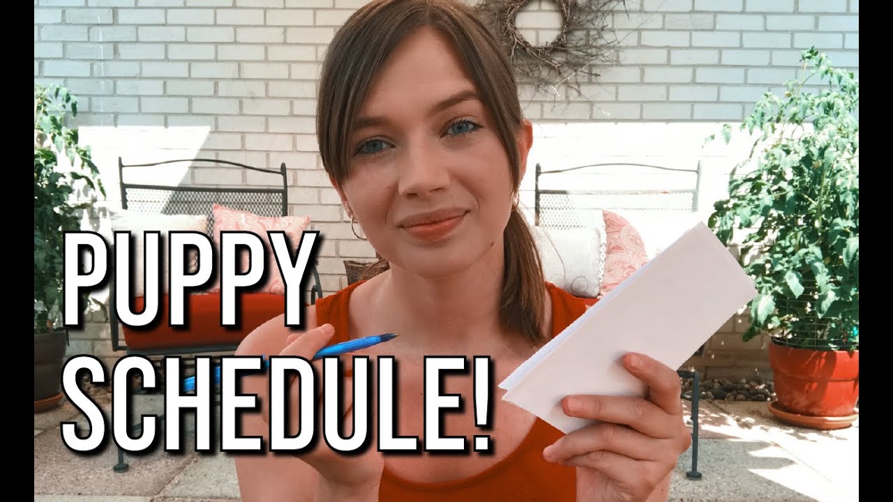 POTTY TRAIN with a PUPPY SCHEDULE!