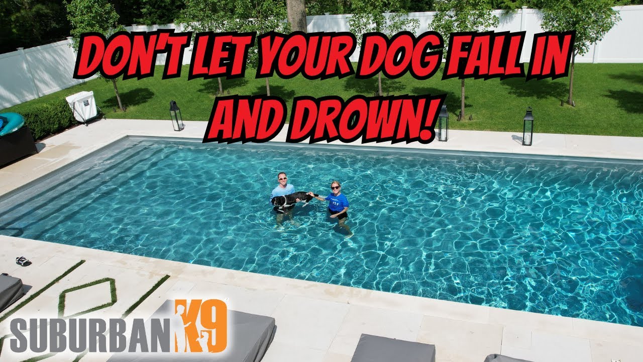 Pool Safety for Dogs: Prevent Drowning