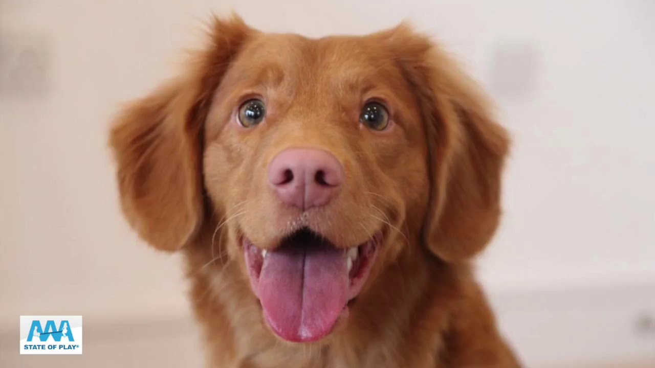 Best Dog Breeds for Temperament (2019)