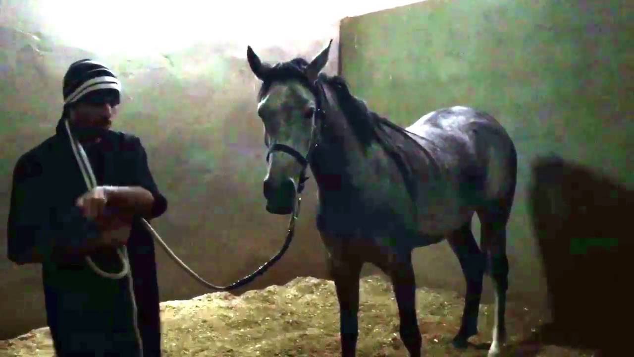 BREAKING ( STARTING ) THE MARE SABA / اول يوم من عسف الفرس صبا