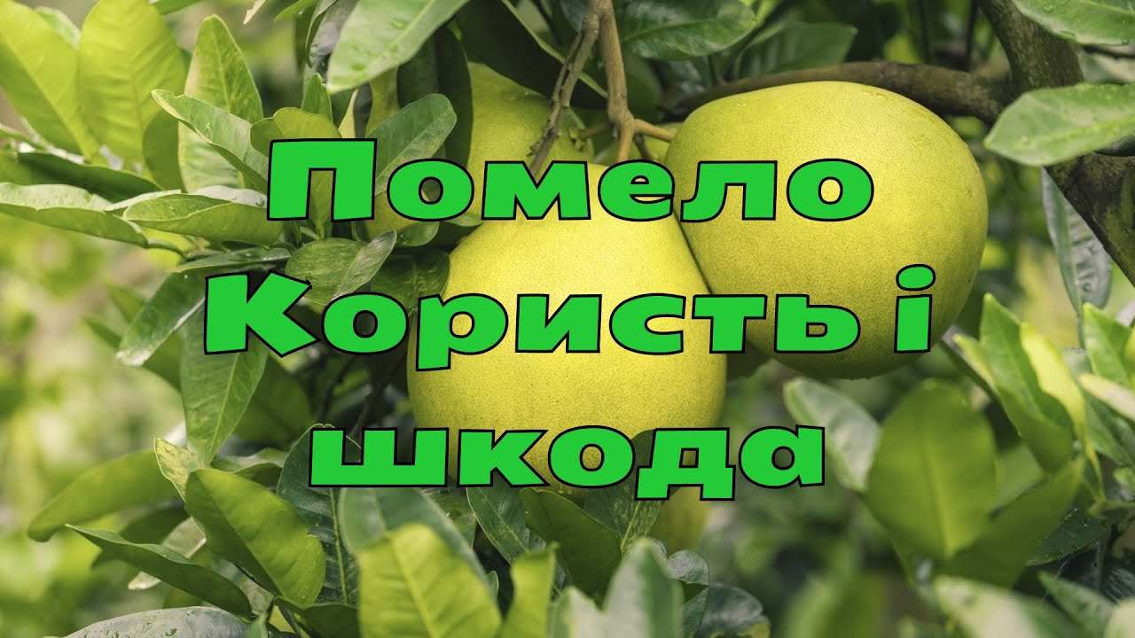 Помело Користь і шкідливість на організм людини