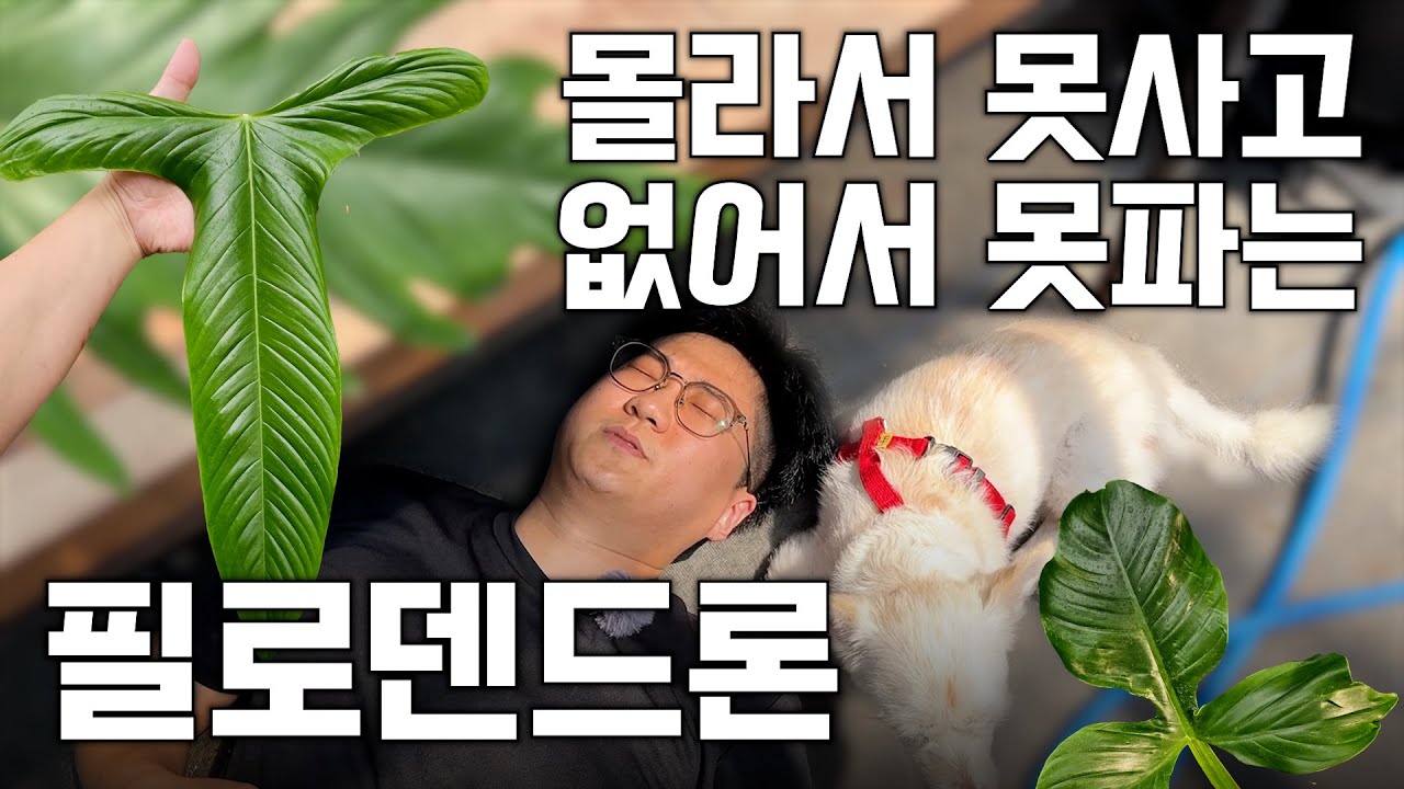 일 년에 하나 팔리는 필로덴드론 ㅣ 하나라도 들어봤으면 식물 박사님으로 인정