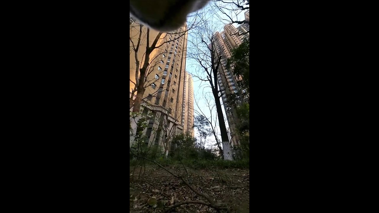 Cat POV Cam Live Stream | Real Outdoor Cat Exploration