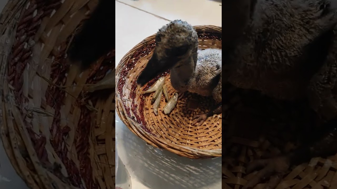 Happy rescued baby stork with  full loaded neck - Boldog mentett gólya fióka dugig torokzacskóval