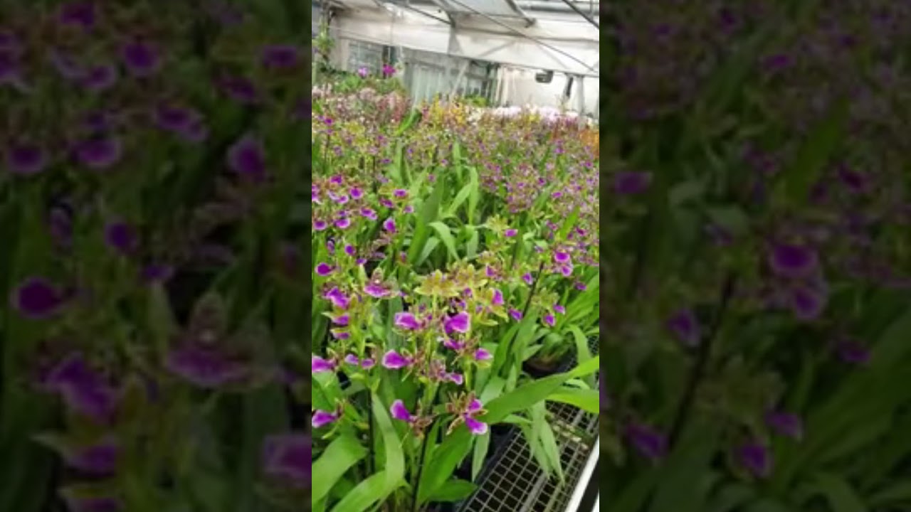 Corazza Massimo Floricoltura
