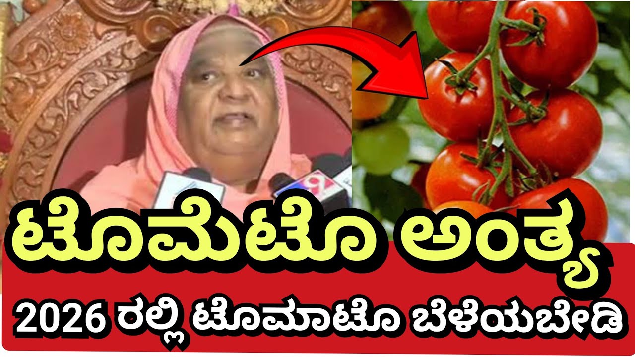 ಟೊಮಾಟೊ ಅಂತ್ಯ🍅 2026 ರಲ್ಲಿ ಯಾರು ಟೊಮಾಟೊ ಬೆಳೆಯಬೇಡಿ ಟೊಮಾಟೊ ಬೆಲೆ ಪಾತಾಳಕ್ಕೆ ಬೀಳಲಿದೆ ಎಚ್ಚರ #kodimata #ಟೊಮಾಟೊ