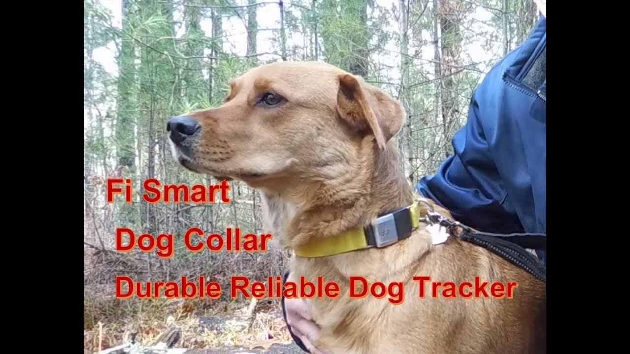 Fi Smart Dog Collar -  A Durable Reliable Dog Tracker