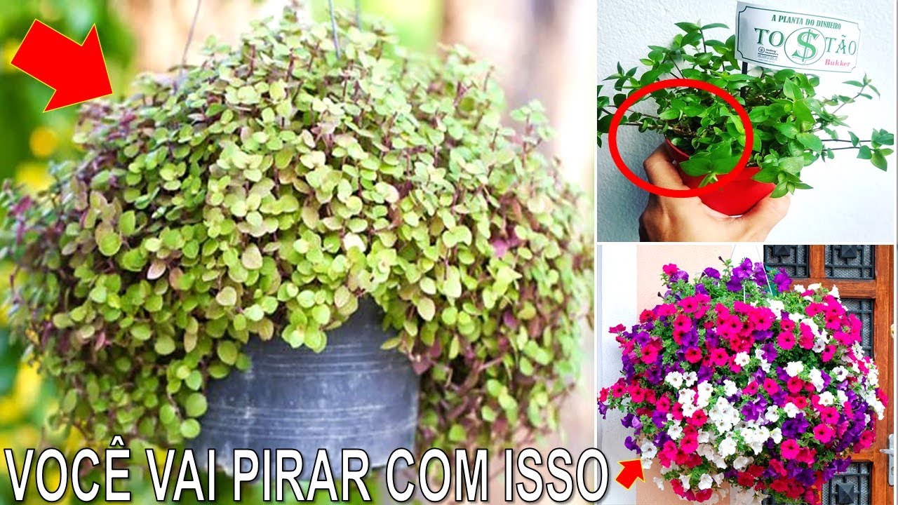 NUNCA MAIS COMPRE TOSTÃO OLHA SÓ ISSO (USE TÉCNICA TWIG)