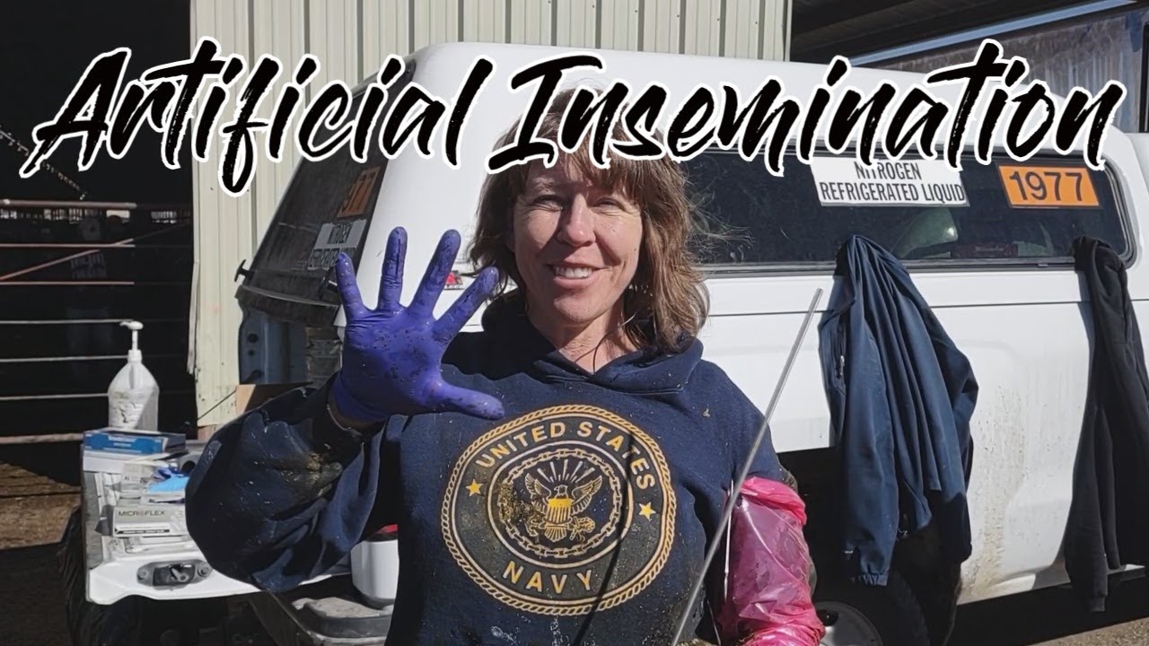 Cattle Artificial Insemination Course