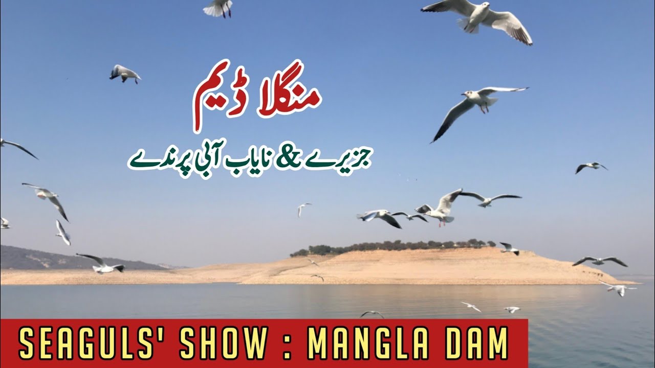 Seaguls Show | Beautiful Ilands of Kashmir | Mangla Dam E3 | منگلہ ڈیم اور آبی پرندوں کا رقص