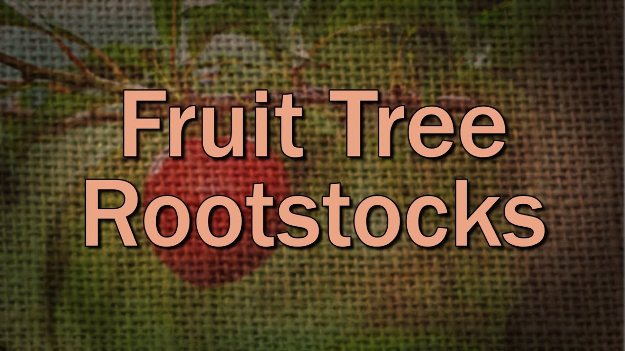 Fruit Tree Rootstock Basics &ndash; Family Plot