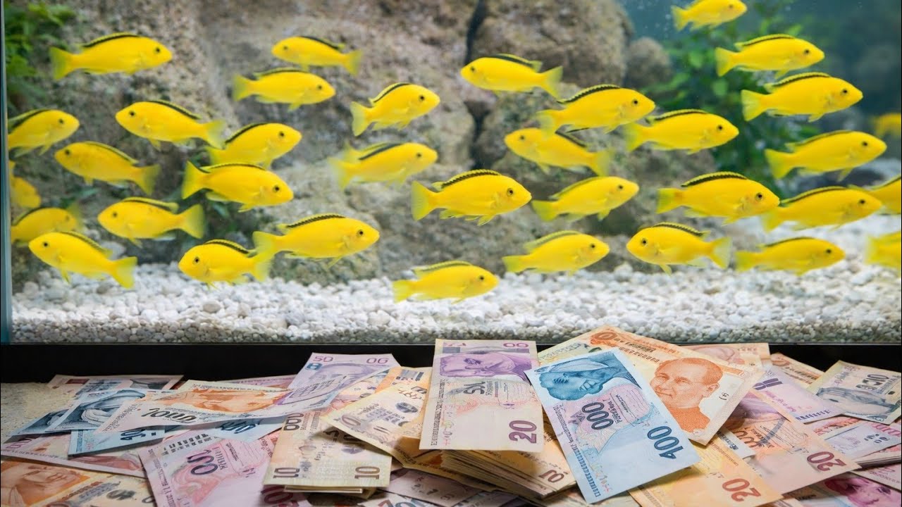 YAVRU CİKLET BALIĞI SAYISI 800 ADETE ÇIKTI