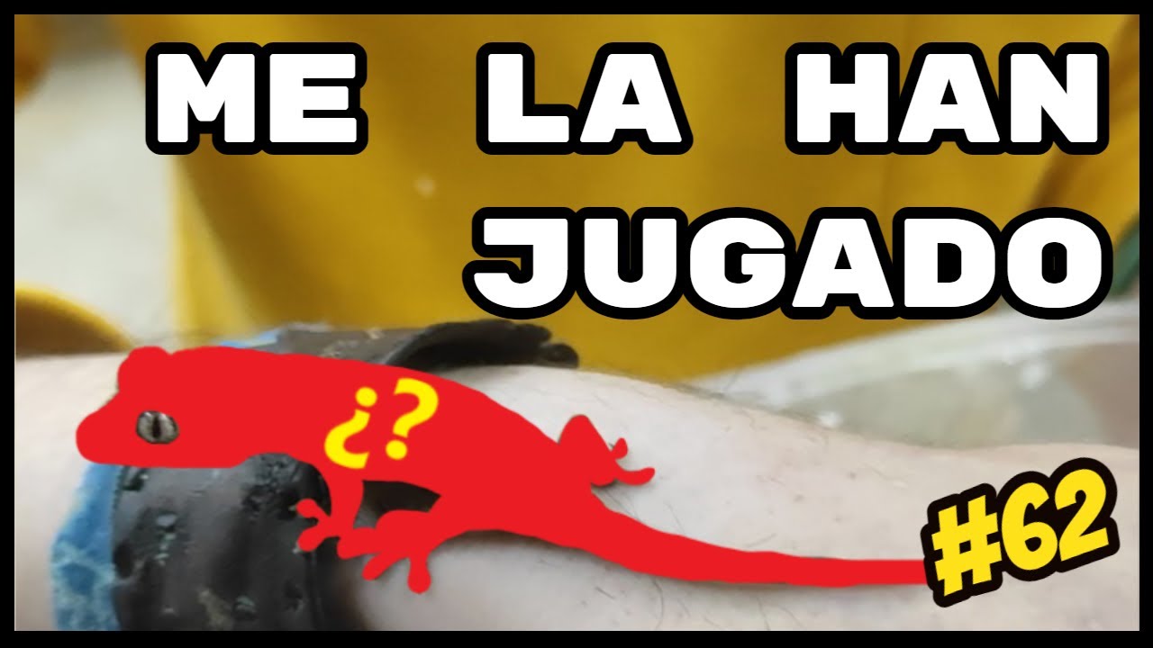 🎁¡¡VAYA SORPRESA!!🎁 INCORPORACIÓN INESPERADA PARA LA REPTILE ROOM 🦎🦎 | KANAKY VLOG #62