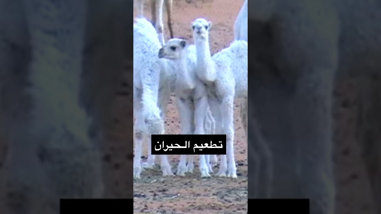 تطعيم الحيران