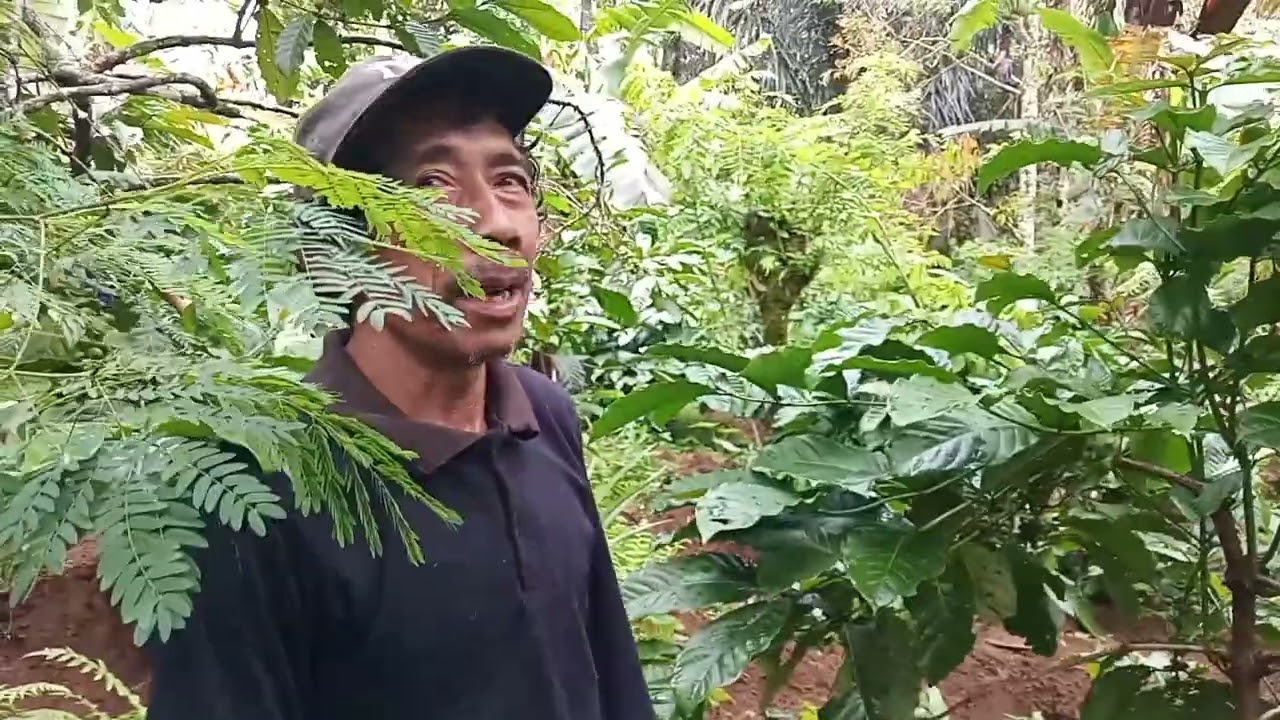 Pungsi dan manfaat lubang rorak dikebun kopi