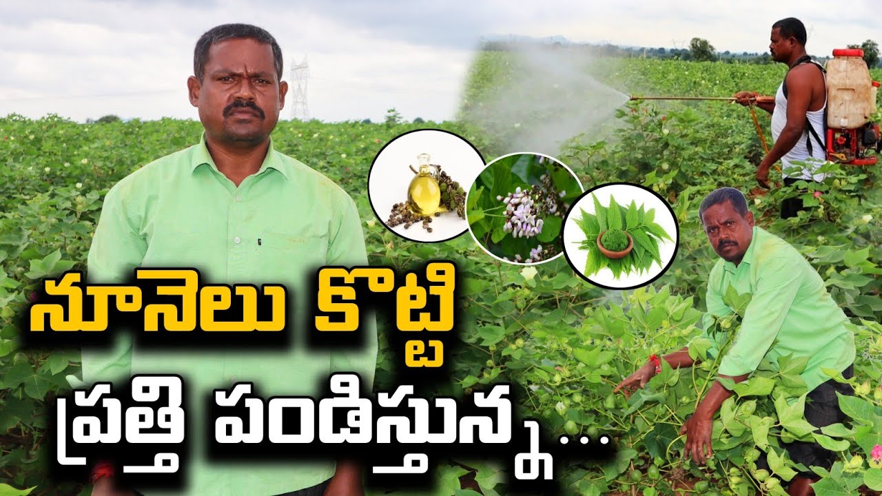 Cotton Farming With Organic Oils | నూనెలతో పత్తి పంట బాగా పెరిగింది | Shiva Agri Clinic