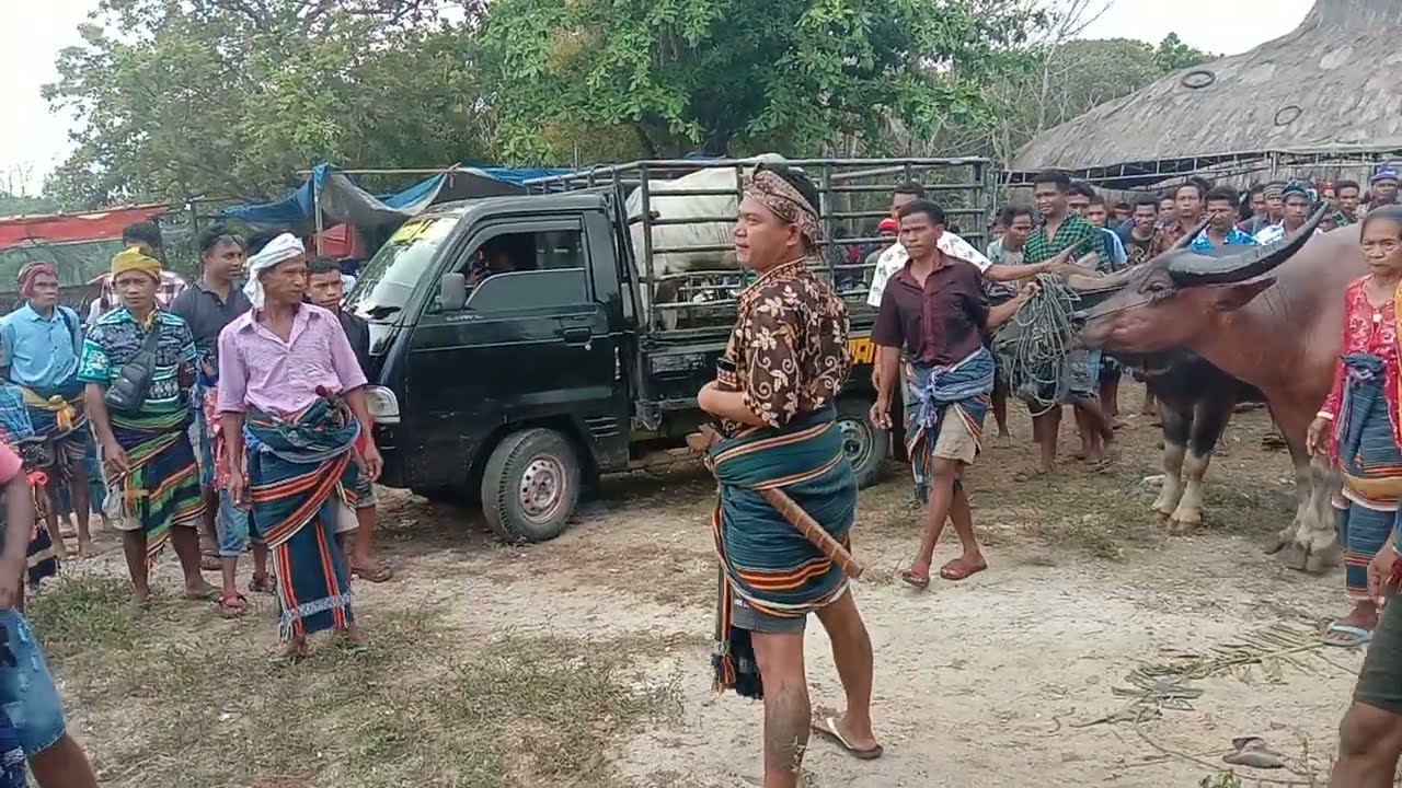 budaya sumba _tarian suku sumba kodi bangedo ntt