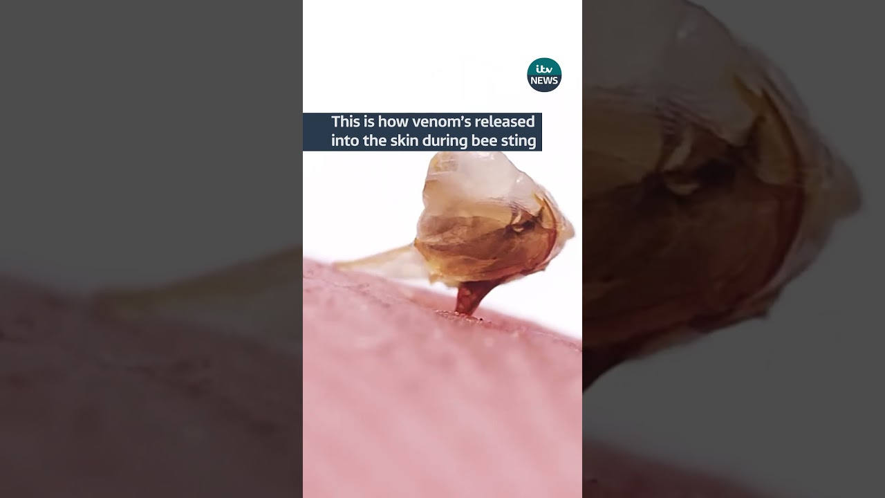 This is how venom&rsquo;s released into the skin during bee sting #itvnews #bee