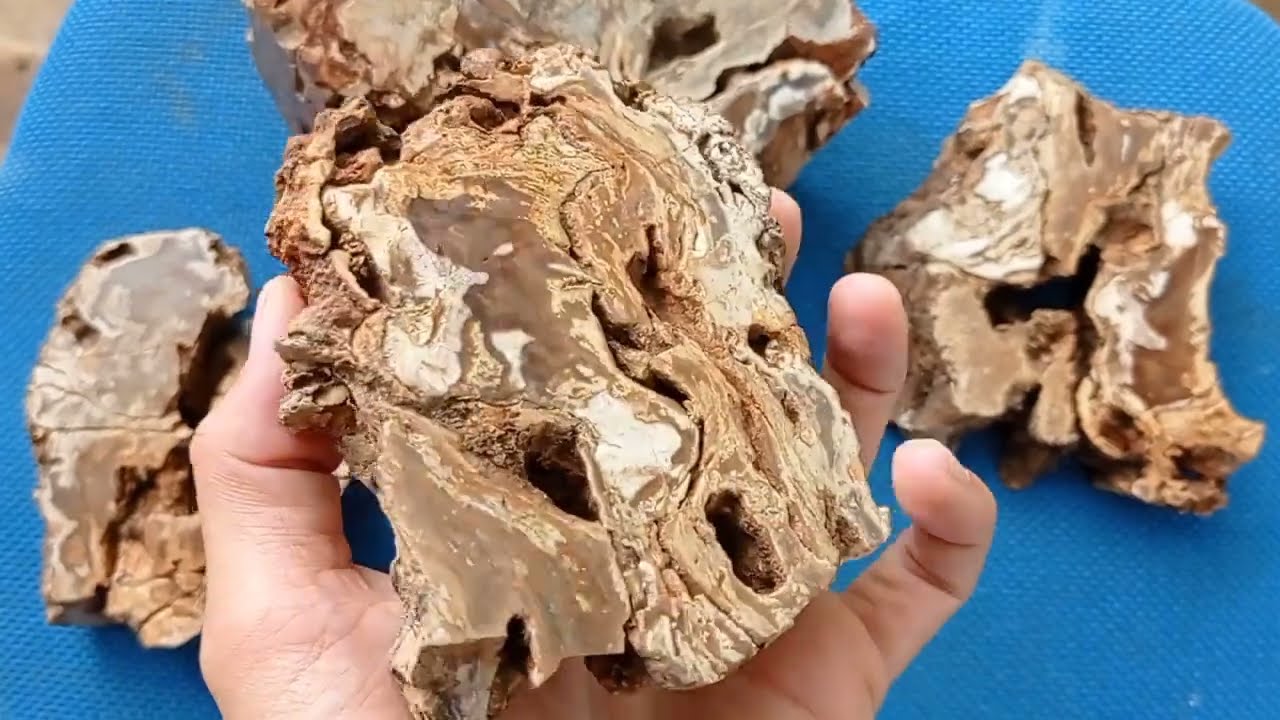 Aprenda IDENTIFICAR XILOPALA madeira petrificada