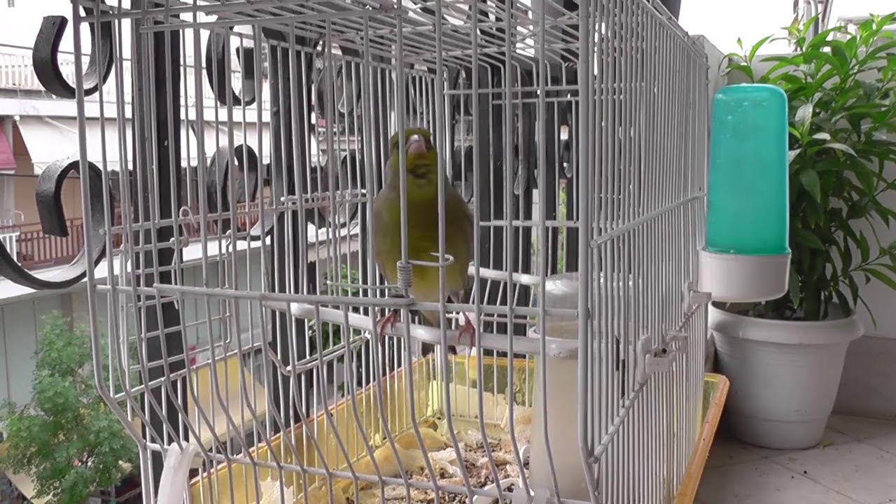 carduelis chloris x serinus canaria (ΦΛΩΡΟΚΑΝΑΡΟ ΓΙΑ ΓΕΡΑ ΑΥΤΙΑ)