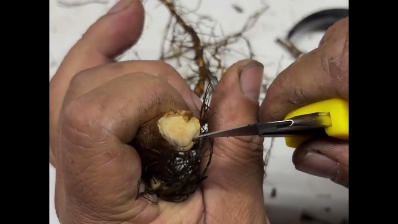 Here's the whole process of grafting roses! You can try it out and have some fun! #grafting #rose