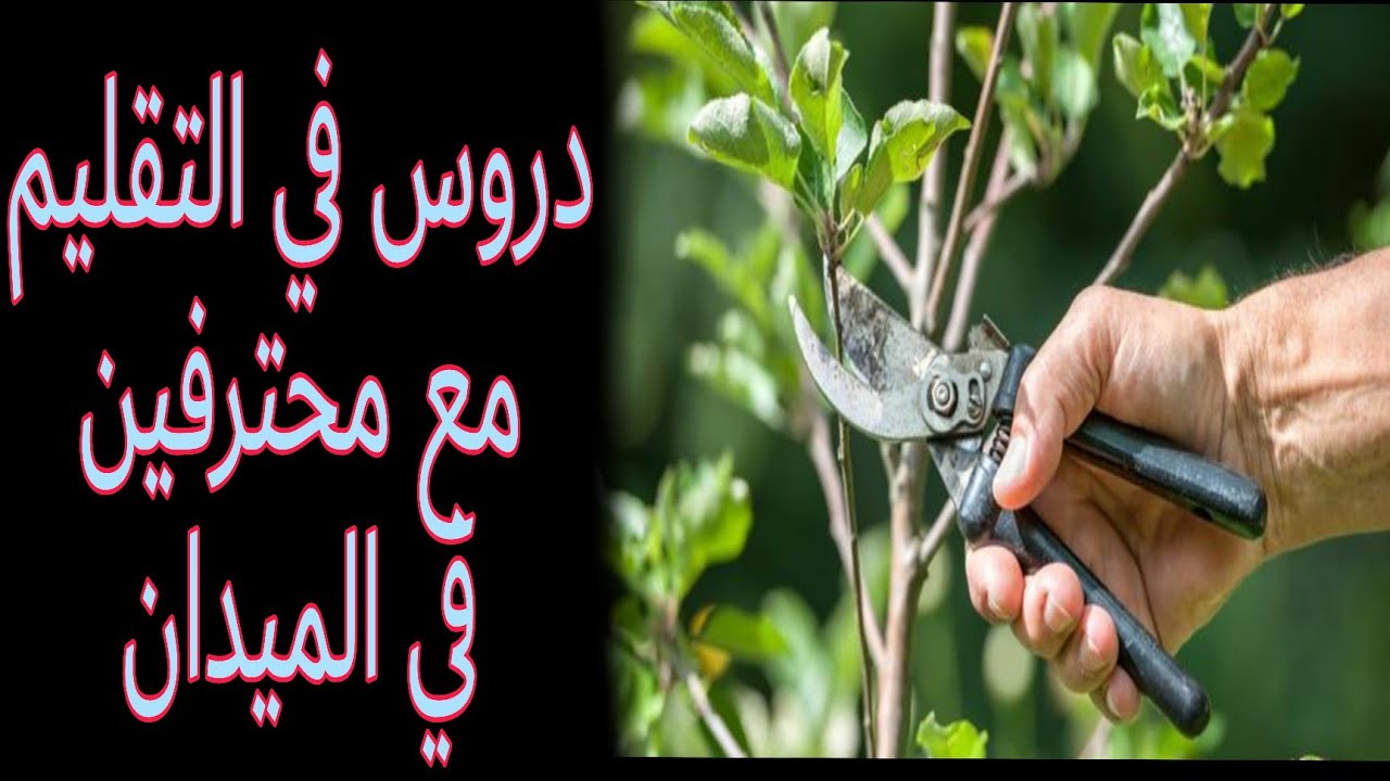 شرح مبسط لتقليم أشجار البرقوق