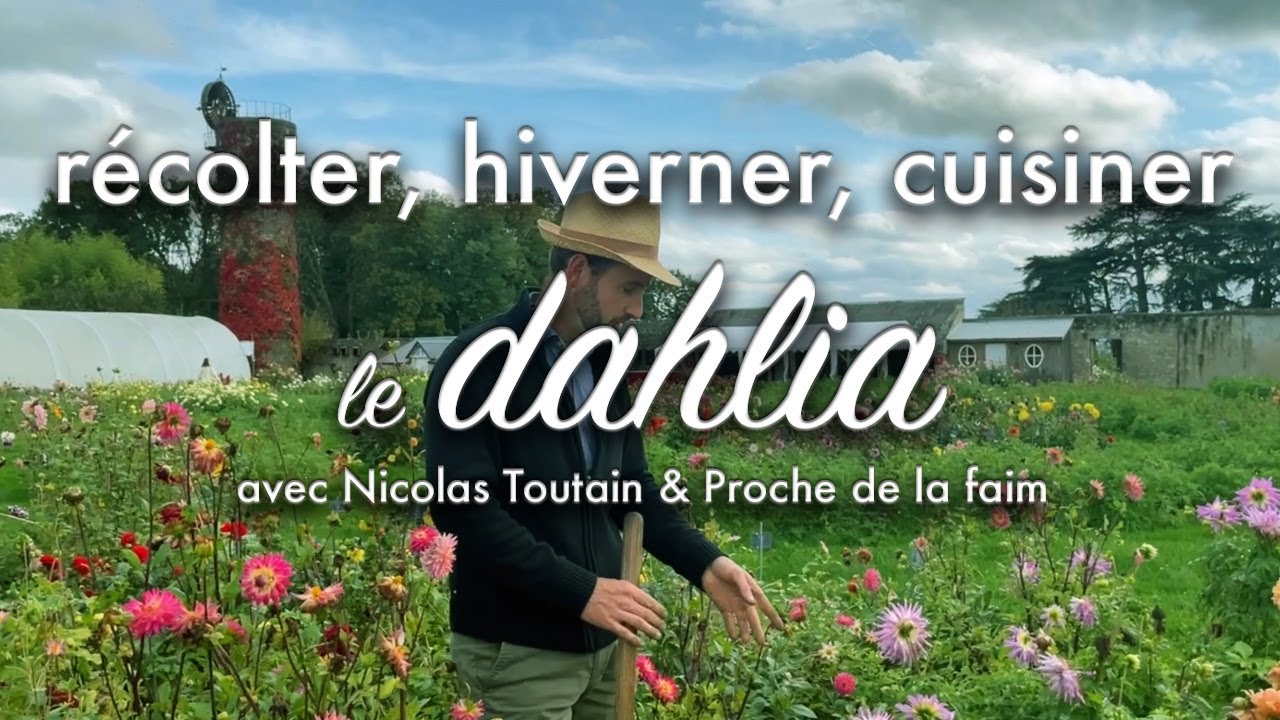 Récolter, hiverner et cuisiner les dahlias.