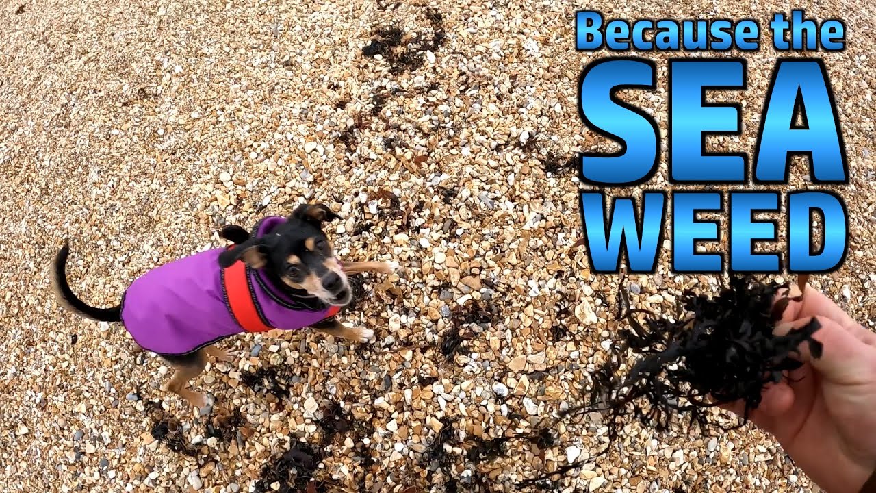 Random Stuff - Gathering Seaweed, Pennywort, Fossils, Open Source Potatoes, Comment Positivity