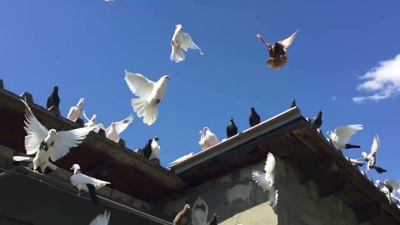 #Pigeons.Для чего ячмень нужно голубям.