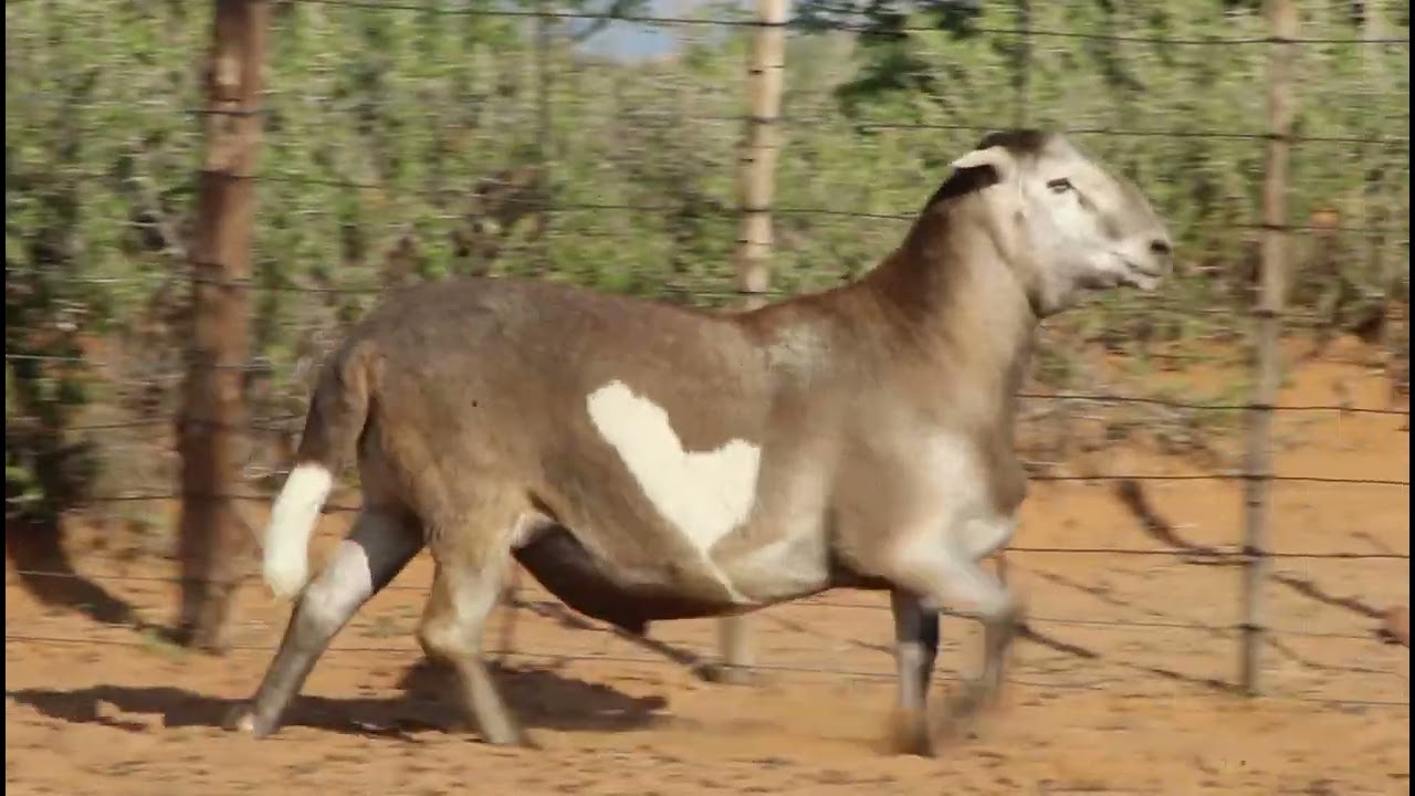 KLAARGOUD BOERDERY - Lot: 97 Biscuit {10JAAR}(2 Mei 2024 Upington Skougronde)