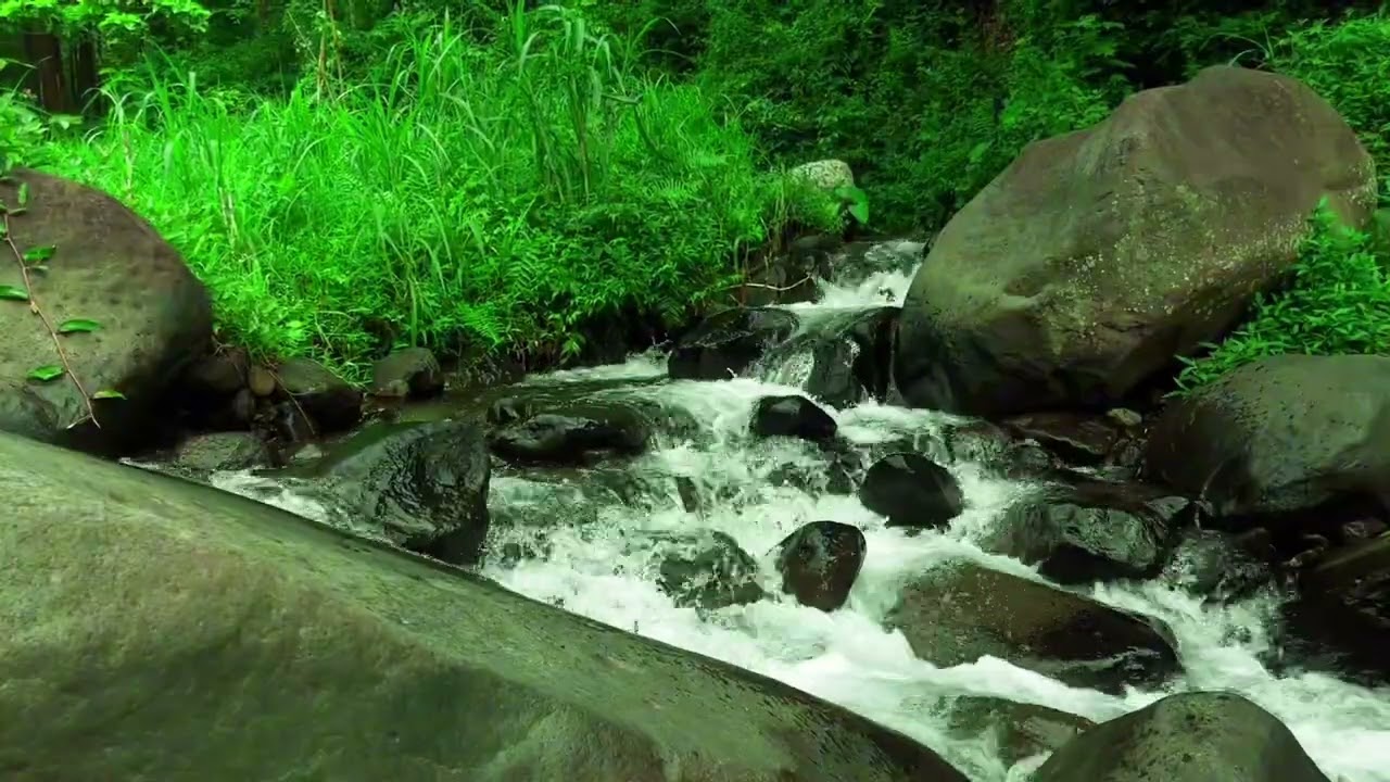 Gentle Forest River Ambience | Water Sounds for Sleep, Focus, and Relaxation | White Noise