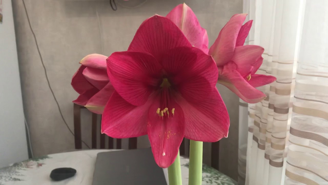 Гиппеаструм Пинк Сюрпрайз (Pink Surprise)