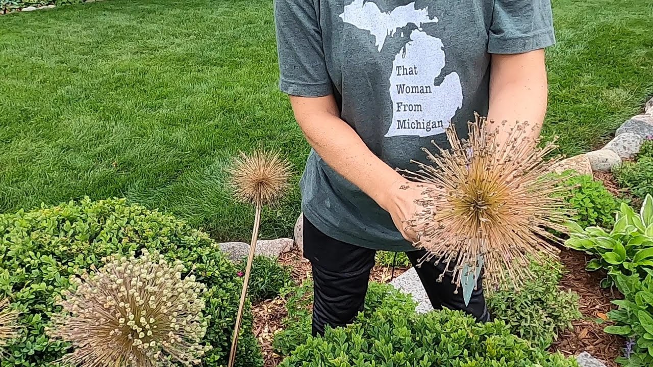Collecting Purple Sensation Allium Seed and small Garden Tasks 🌱🧄👩‍🌾// Suburban Oasis July 2021