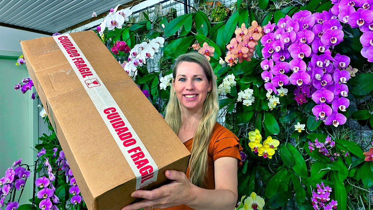 Caixa de ORQUÍDEAS do Orquidário MERTEN ORQUÍDEAS