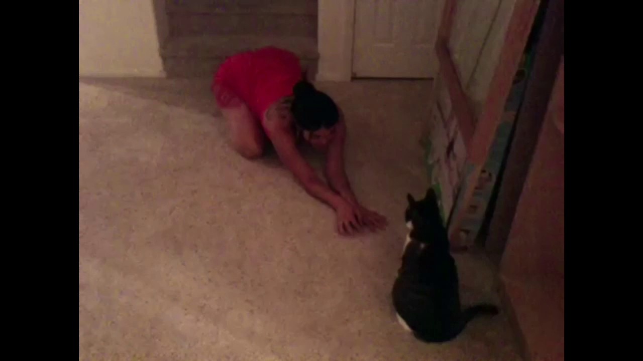 Olivia O'lovely Slap Boxes with a Cat