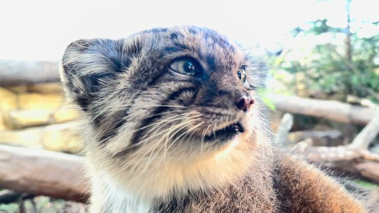 レフくんとポリーちゃん　マヌルネコ　那須どうぶつ王国