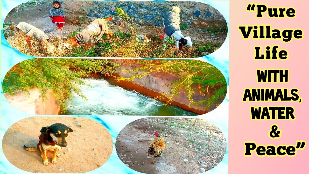 A Beautiful Day in Real Village Life | Animals, Water & Nature