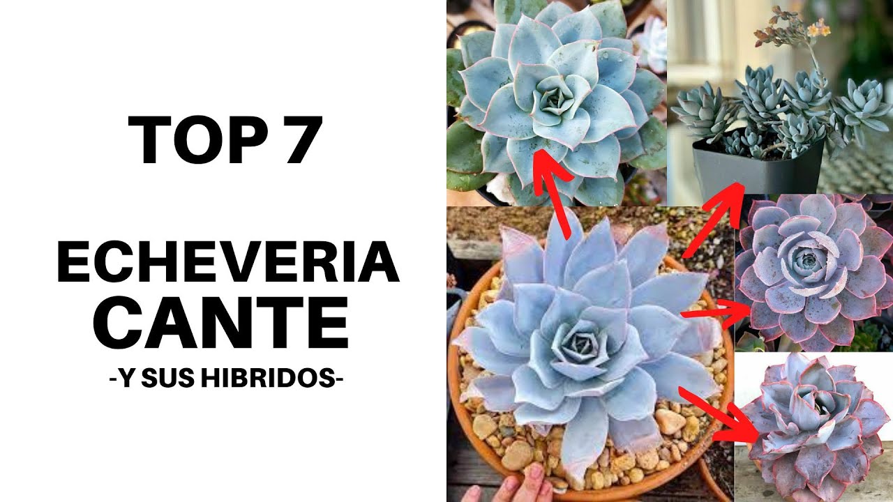 TOP 7 ECHEVERIA CANTE Y SUS HIBRIDOS