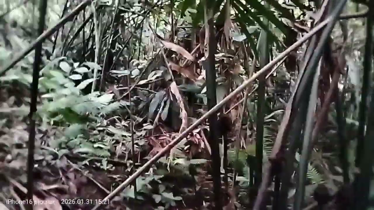 Jalan jalan ke hutan yang gelap, mencari buah unji atau combrang @Robustachannel 