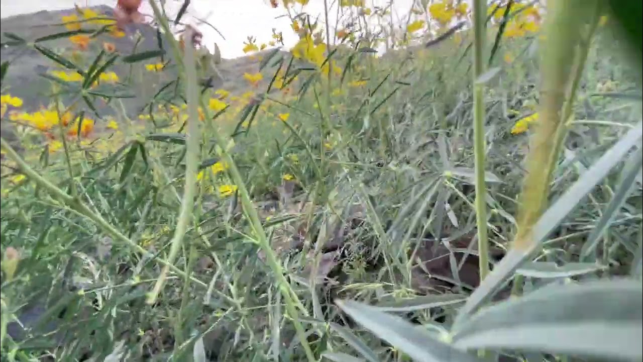 رحلتي لجبل الورد في هدى الشام